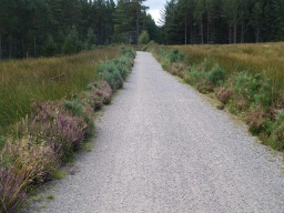 Image on trail